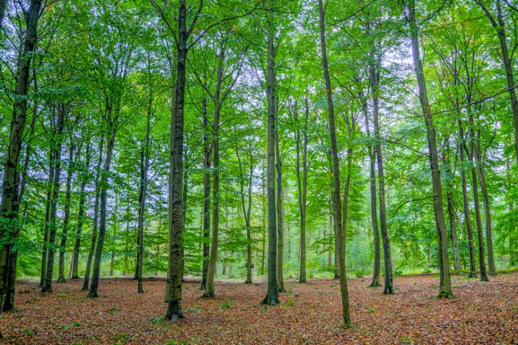 Rengeteg szenet nyel el a növényzet, ezért kulcskérdés az erdőségek megóvása egy elemzés szerint