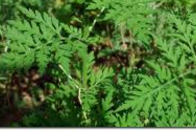 Másfél millió magyar szenved a parlagfű miatt