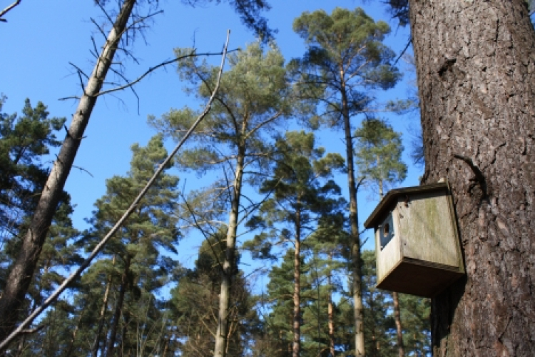 Az üres fészek szindróma