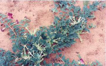 Ördögkarom – gyógynövény nagy hagyománnyal 